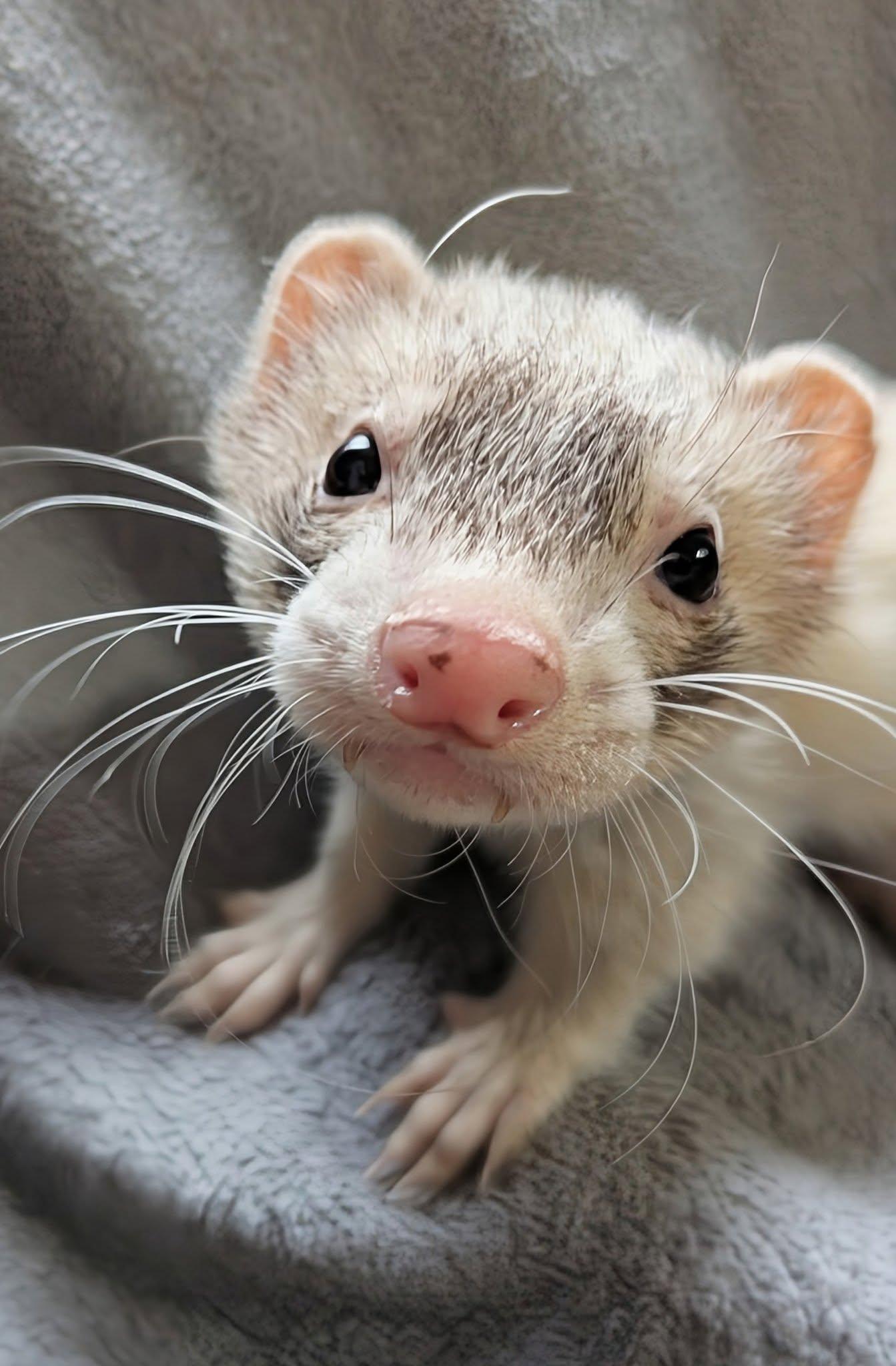 Bettie and Eddie, a Adopted Ferret in Cleveland, OH image 3/3