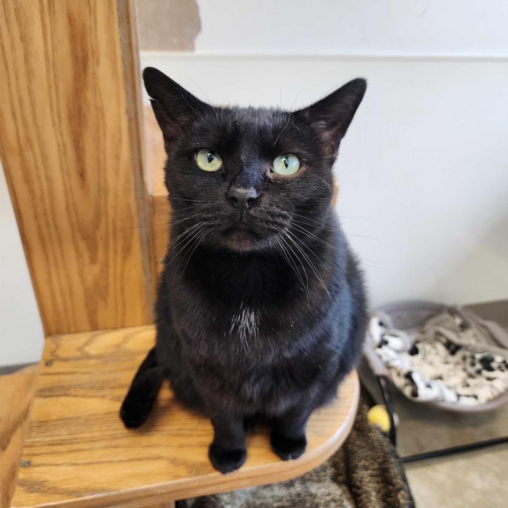 Enlarge Meowdonna, a Adoptable Domestic Short Hair in Chicago, IL image 1/1