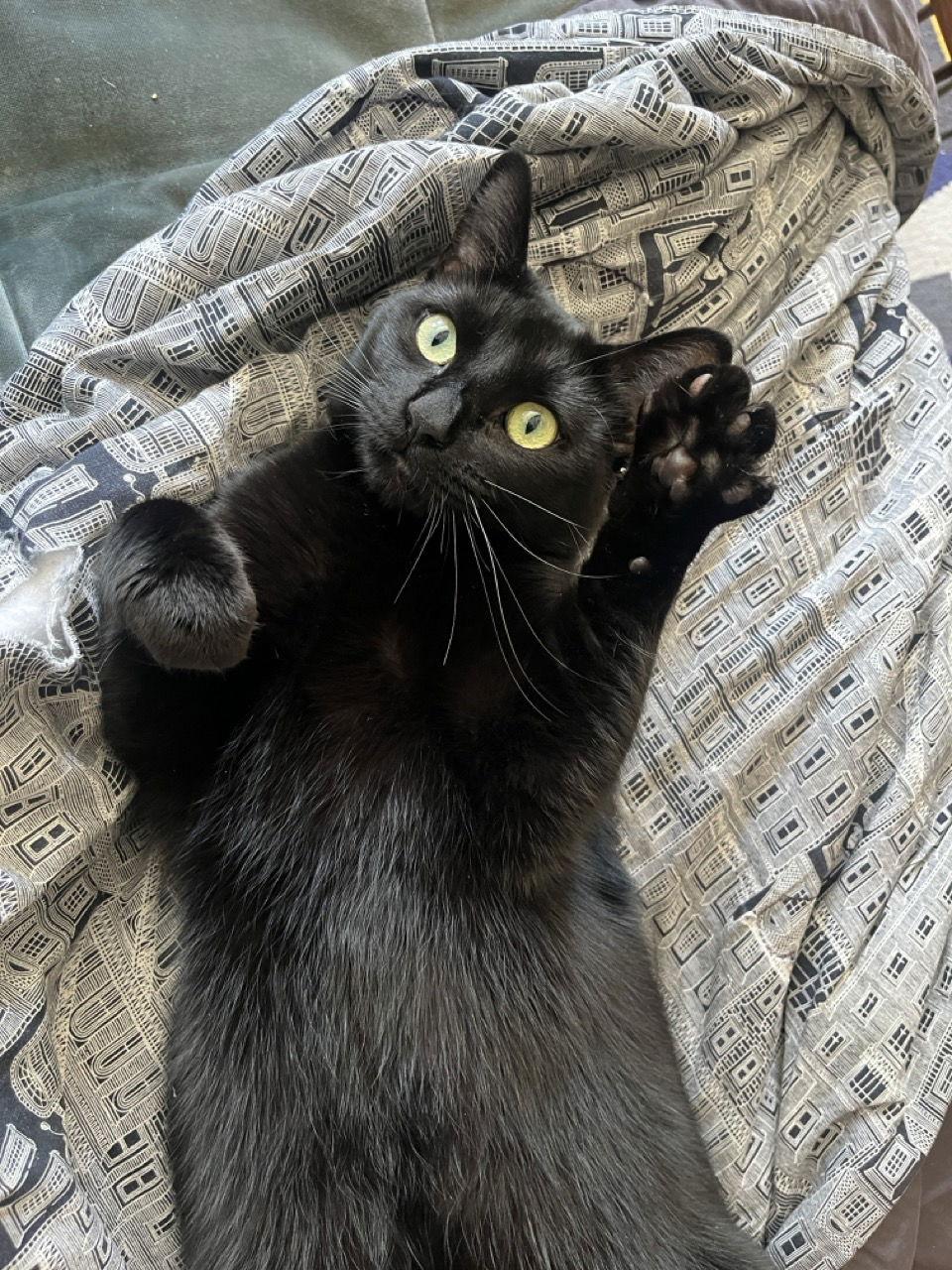 Kiki, Adoptable, Adult Female Domestic Short Hair.