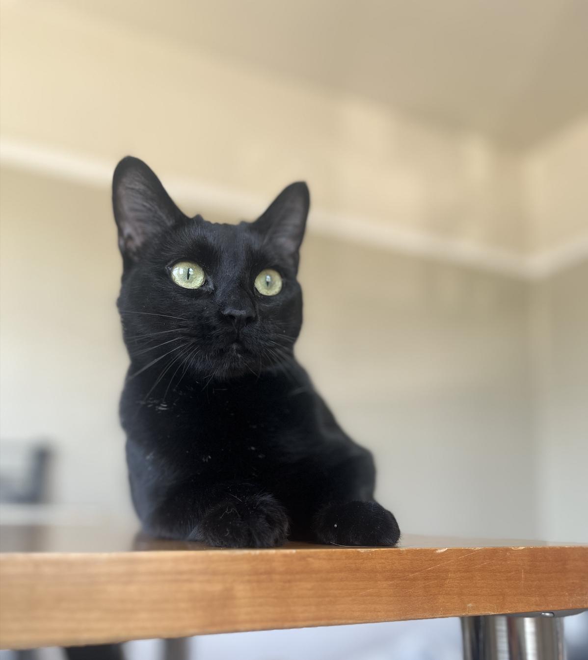 Enlarge Kiki, a Adoptable Domestic Short Hair in Oakland, CA image 2/3