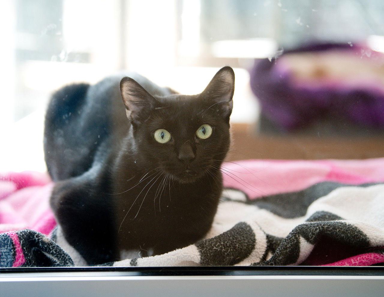 Kiki, a Adoptable Domestic Short Hair in Oakland, CA image 2/3