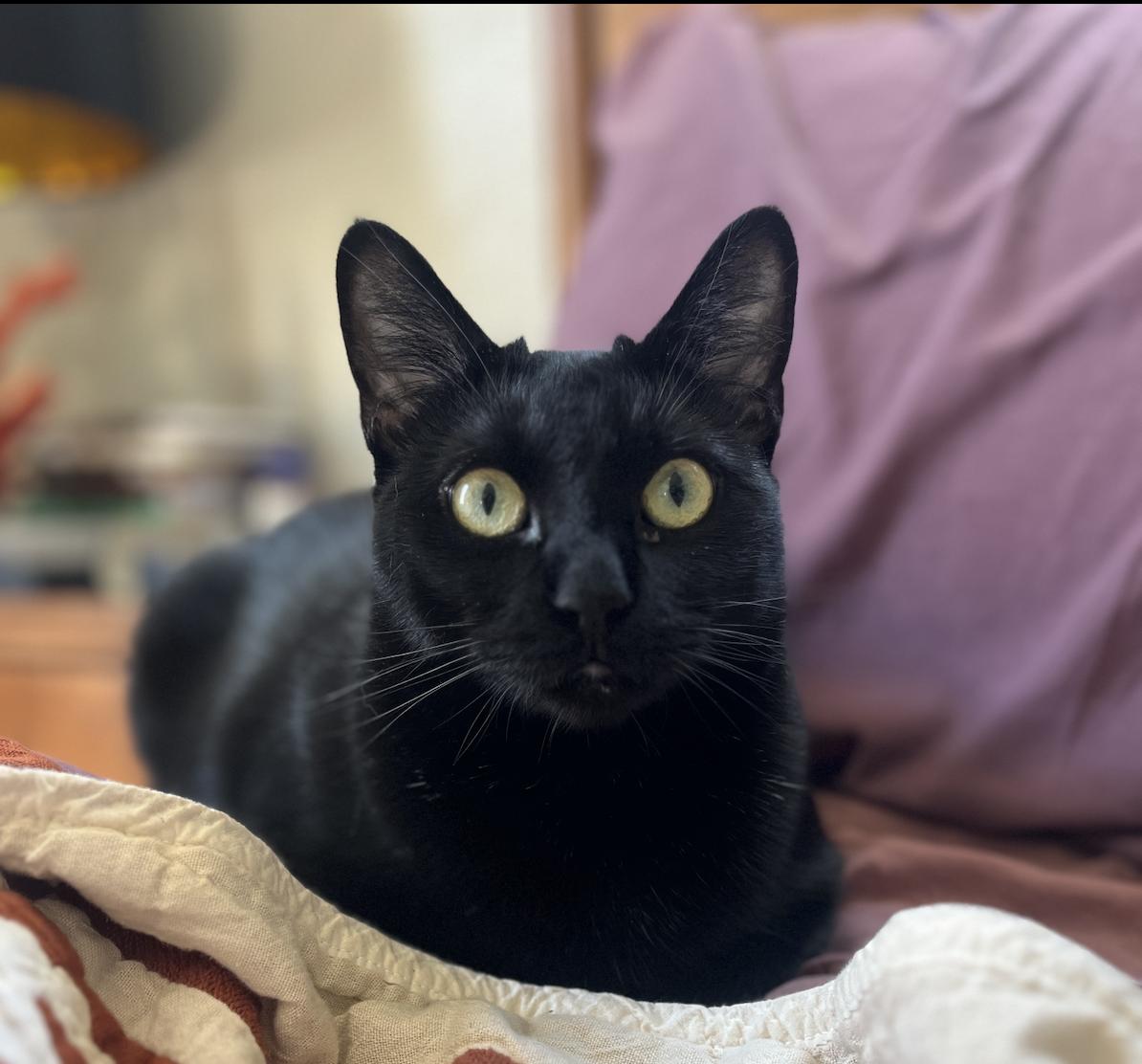 Kiki, a Adoptable Domestic Short Hair in Oakland, CA image 3/3