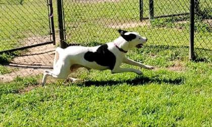 Enlarge Sophie (@ Foster Home), a Adoptable mixed breed in Conway, SC image 1/5