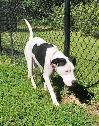 Enlarge Sophie (@ Foster Home), a Adoptable mixed breed in Conway, SC image 3/5