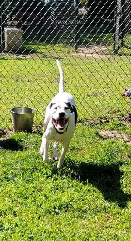 Enlarge Sophie (@ Foster Home), a Adoptable mixed breed in Conway, SC image 5/5