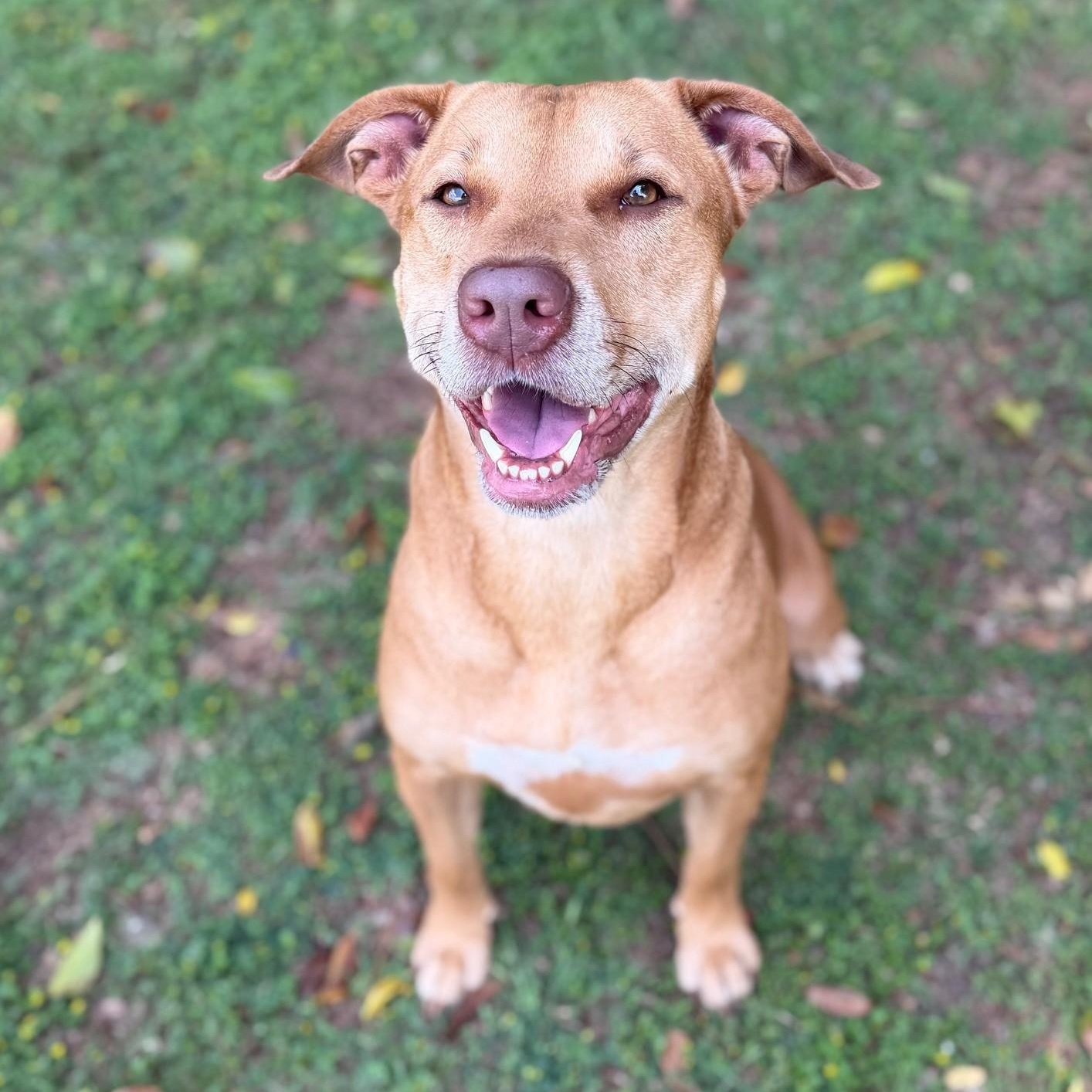 Enlarge Pumpkin, a ADOPTABLE mixed breed in Summerdale, AL image 1/1
