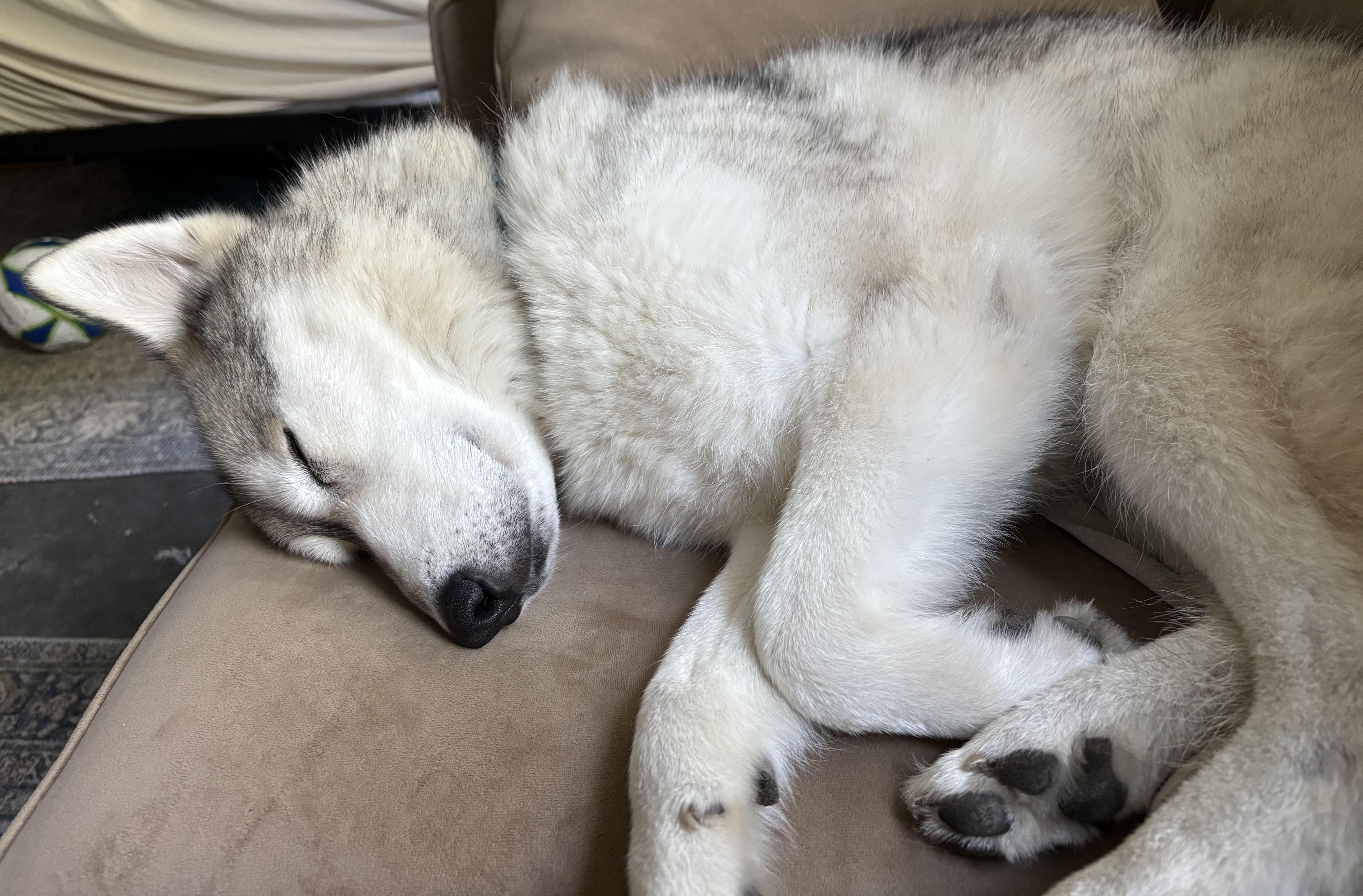 Enlarge Luna, an adoptable Husky in Rohnert Park, CA image 4/6