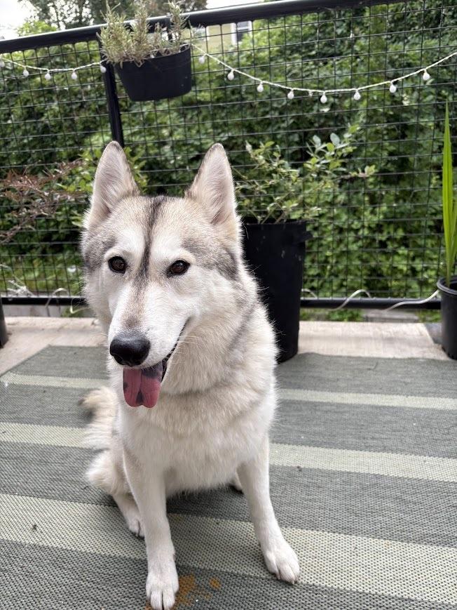 Enlarge Luna, an adoptable Husky in Rohnert Park, CA image 5/6
