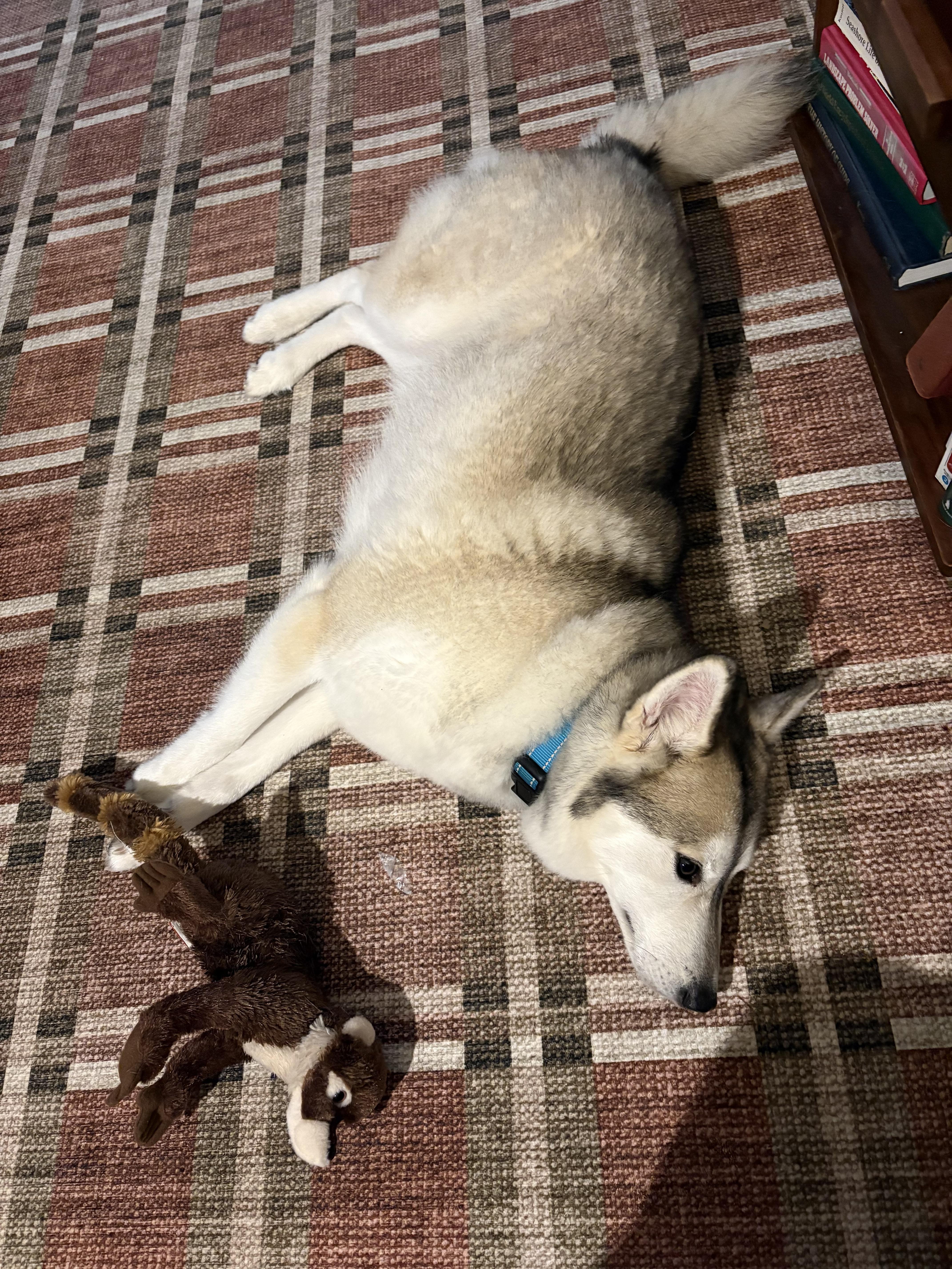 Enlarge Luna, an adoptable Husky in Rohnert Park, CA image 3/6