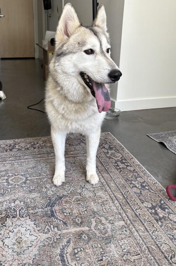 Luna, adoptable, Young Female Husky.