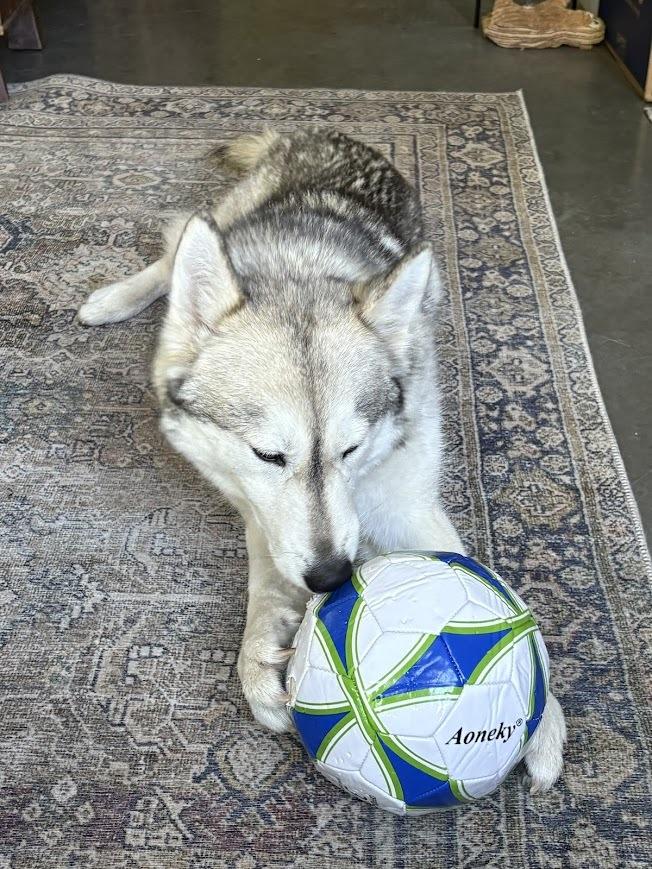 Enlarge Luna, an adoptable Husky in Rohnert Park, CA image 2/6