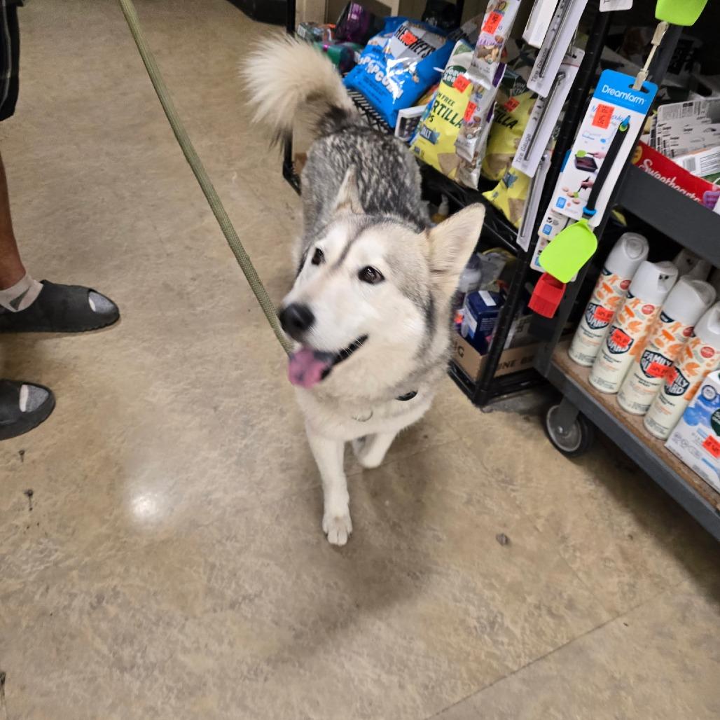 Luna, adoptable, Young Female Husky.