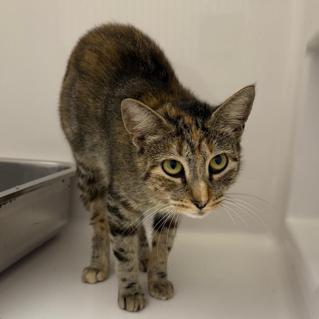 Enlarge Valentina, a Adoptable Domestic Short Hair in Ponte Vedra Beach, FL image 1/3