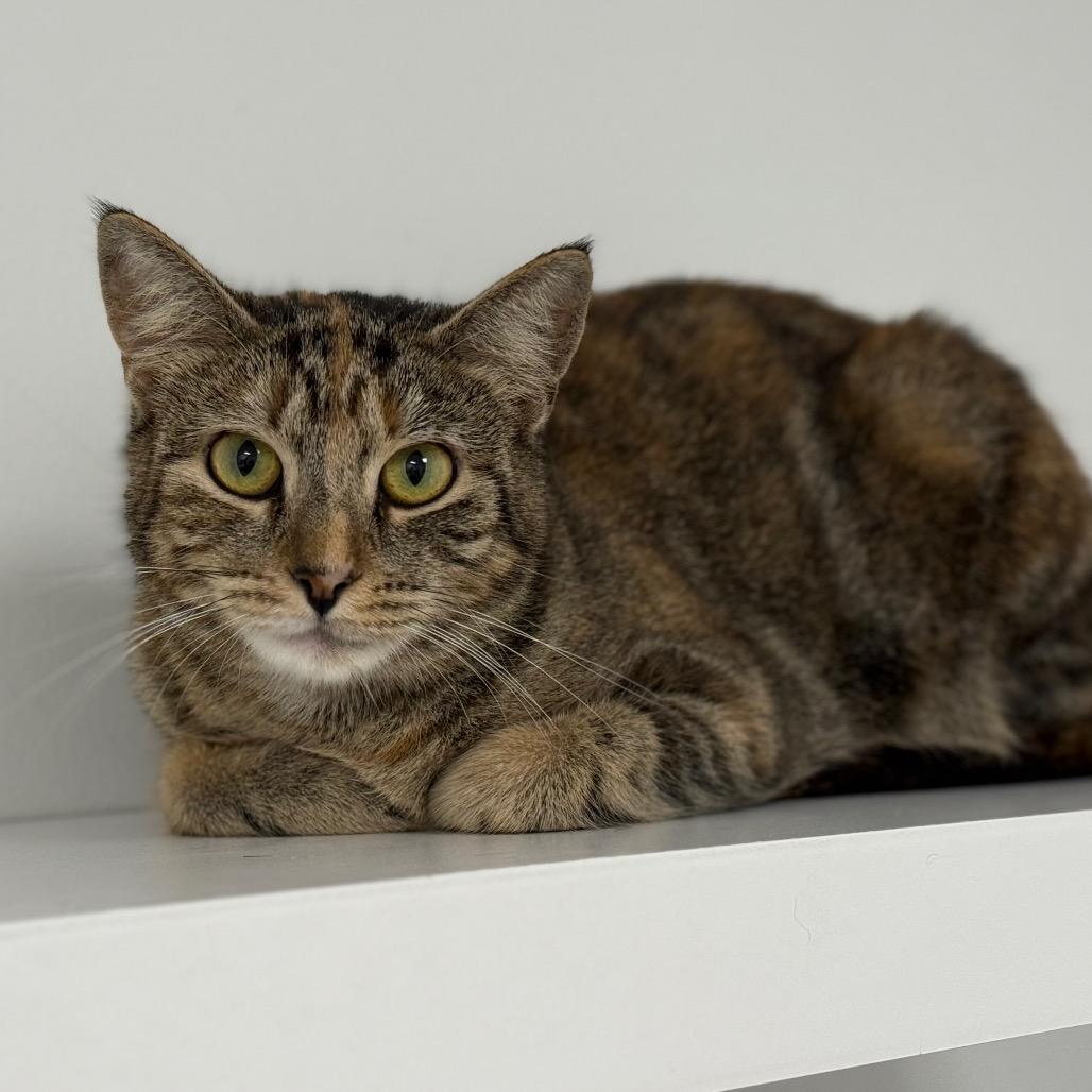 Enlarge Valentina, a Adoptable Domestic Short Hair in Ponte Vedra Beach, FL image 2/3
