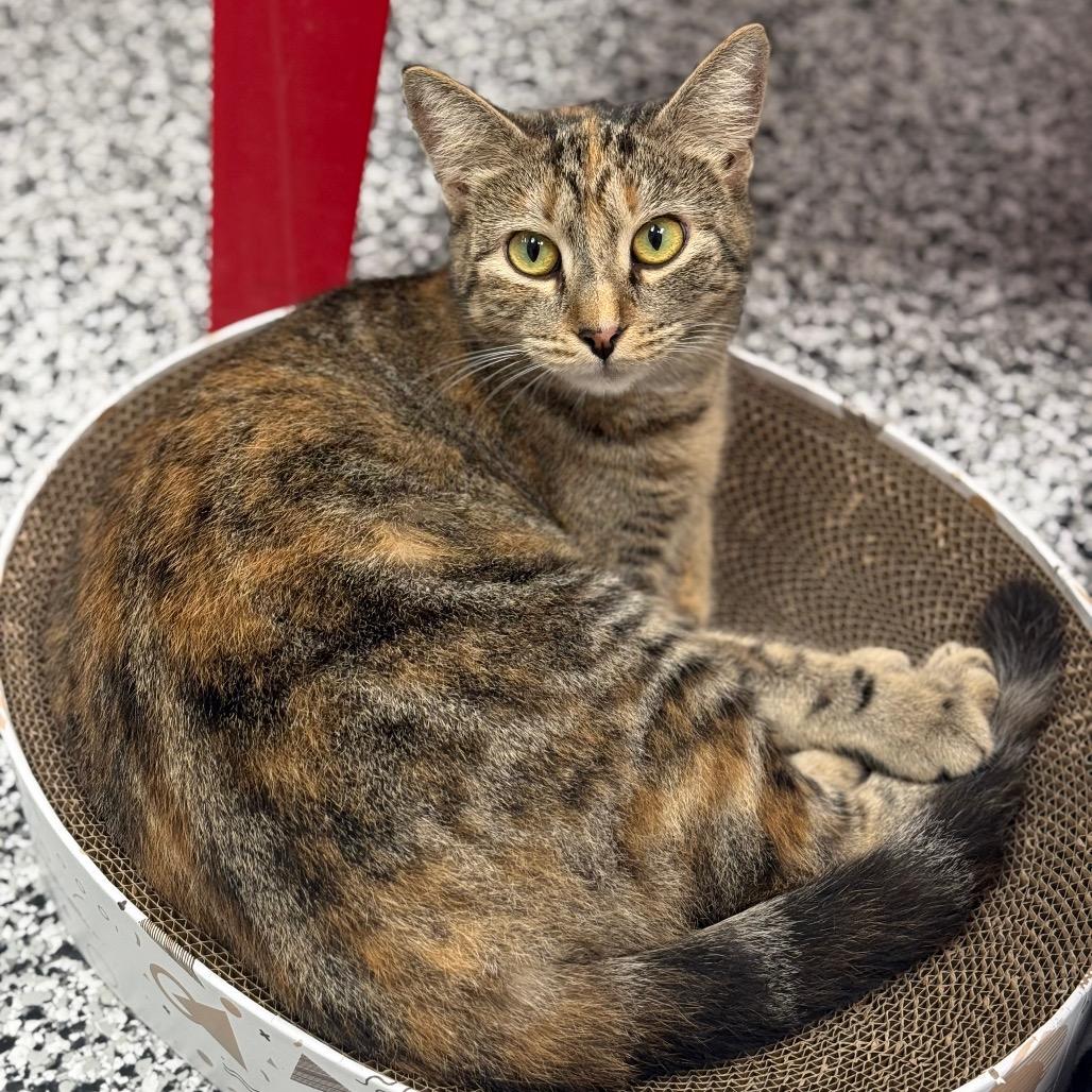 Enlarge Valentina, a Adoptable Domestic Short Hair in Ponte Vedra Beach, FL image 3/3