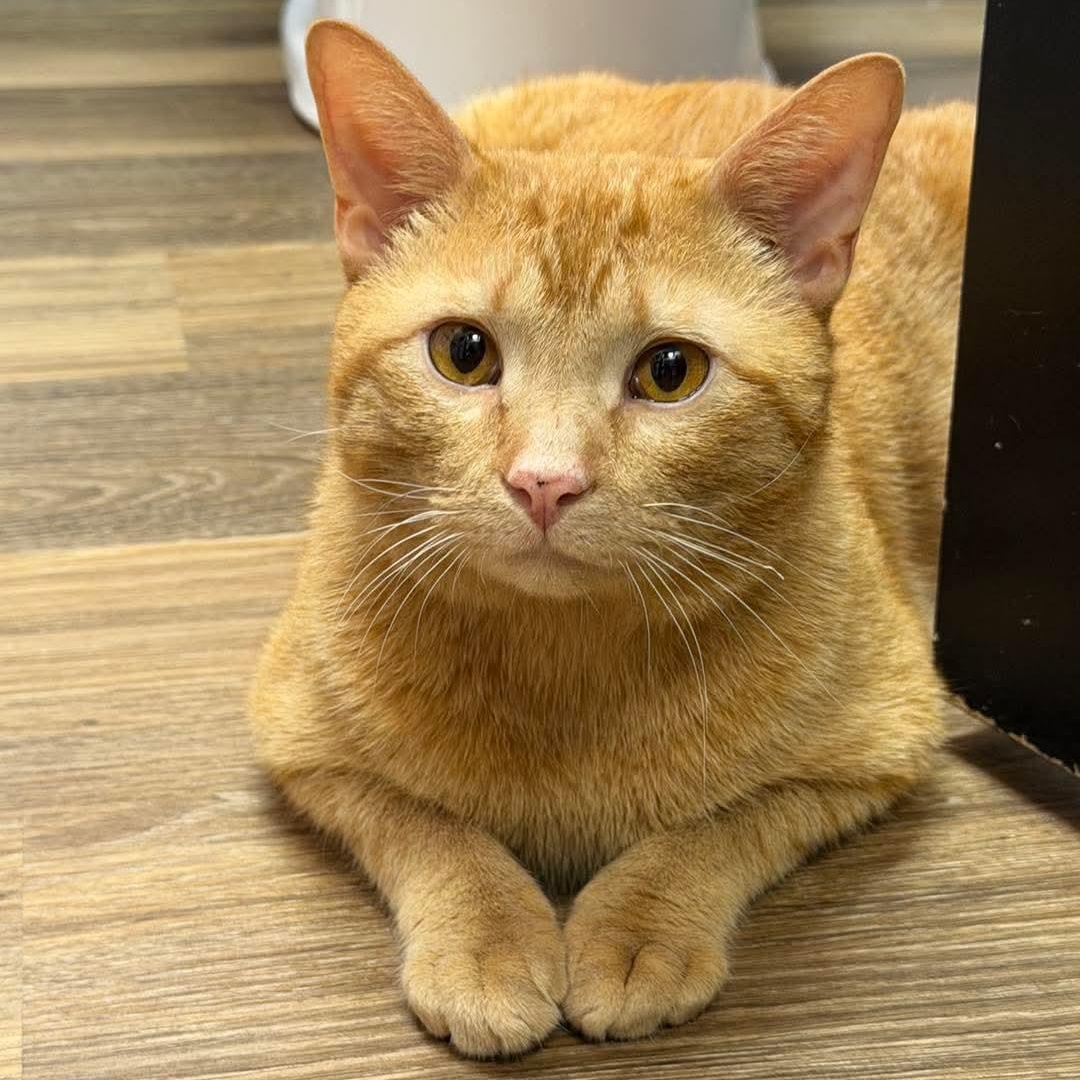 Pie, ADOPTABLE, Adult Male Domestic Short Hair.