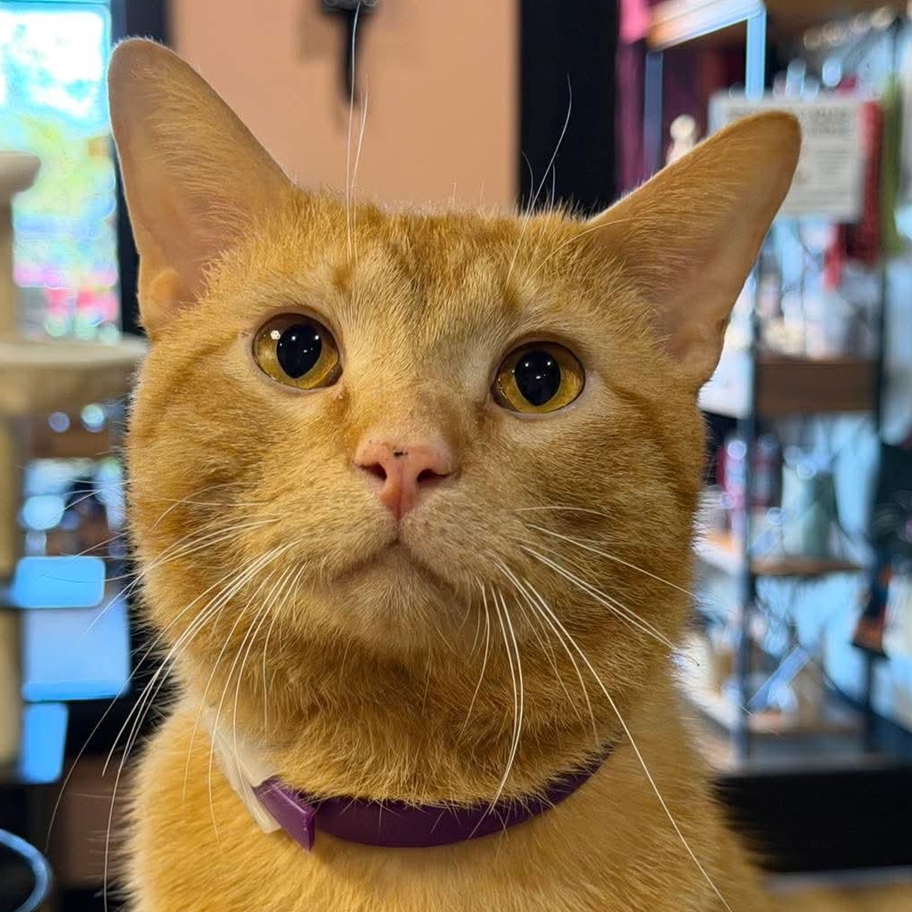Enlarge Pie, a ADOPTABLE Domestic Short Hair in Murfreesboro, TN image 2/2