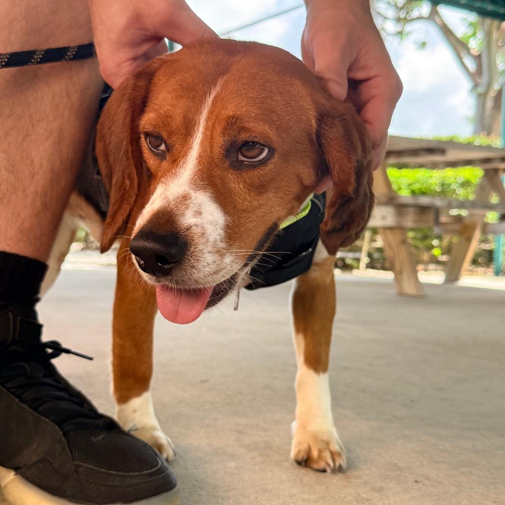 Enlarge Aslan, a Adoptable Beagle in Miami, FL image 2/6