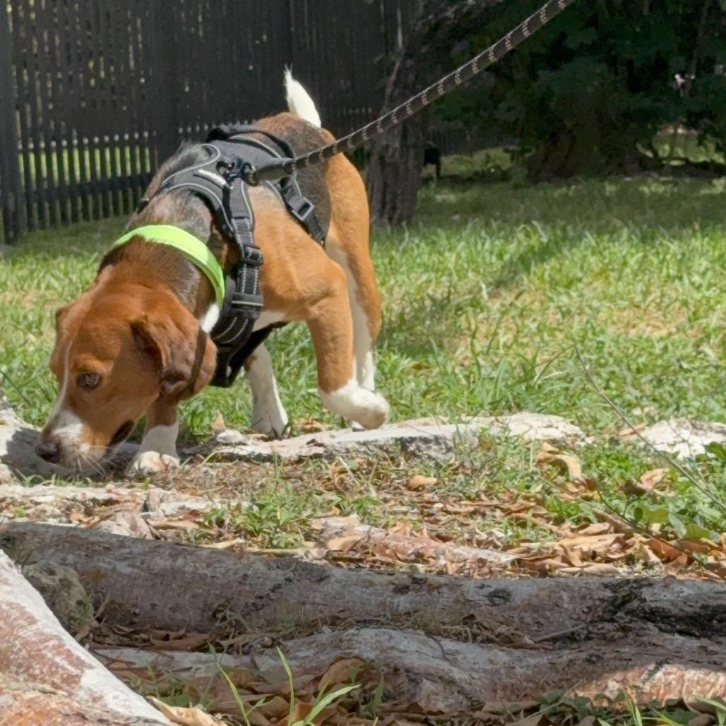 Enlarge Aslan, a Adoptable Beagle in Miami, FL image 3/6