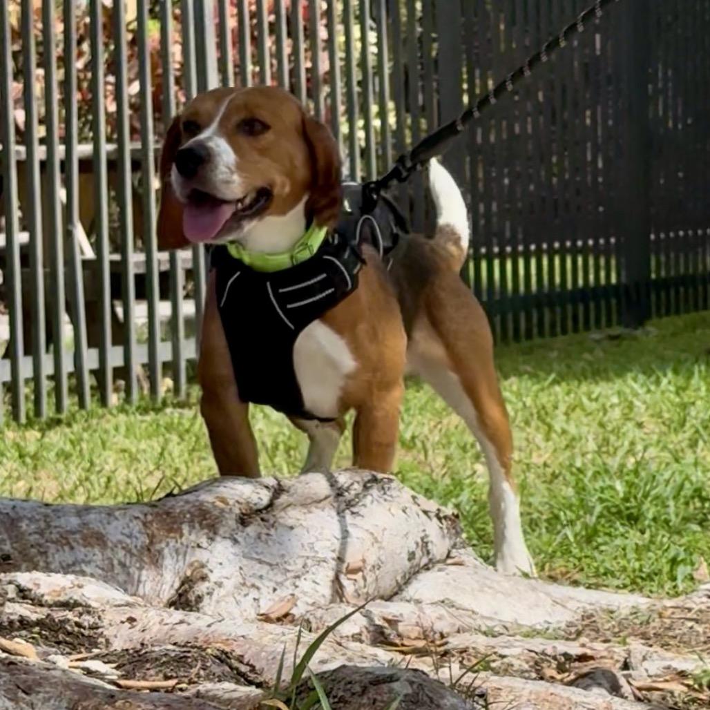 Enlarge Aslan, a Adoptable Beagle in Miami, FL image 4/6