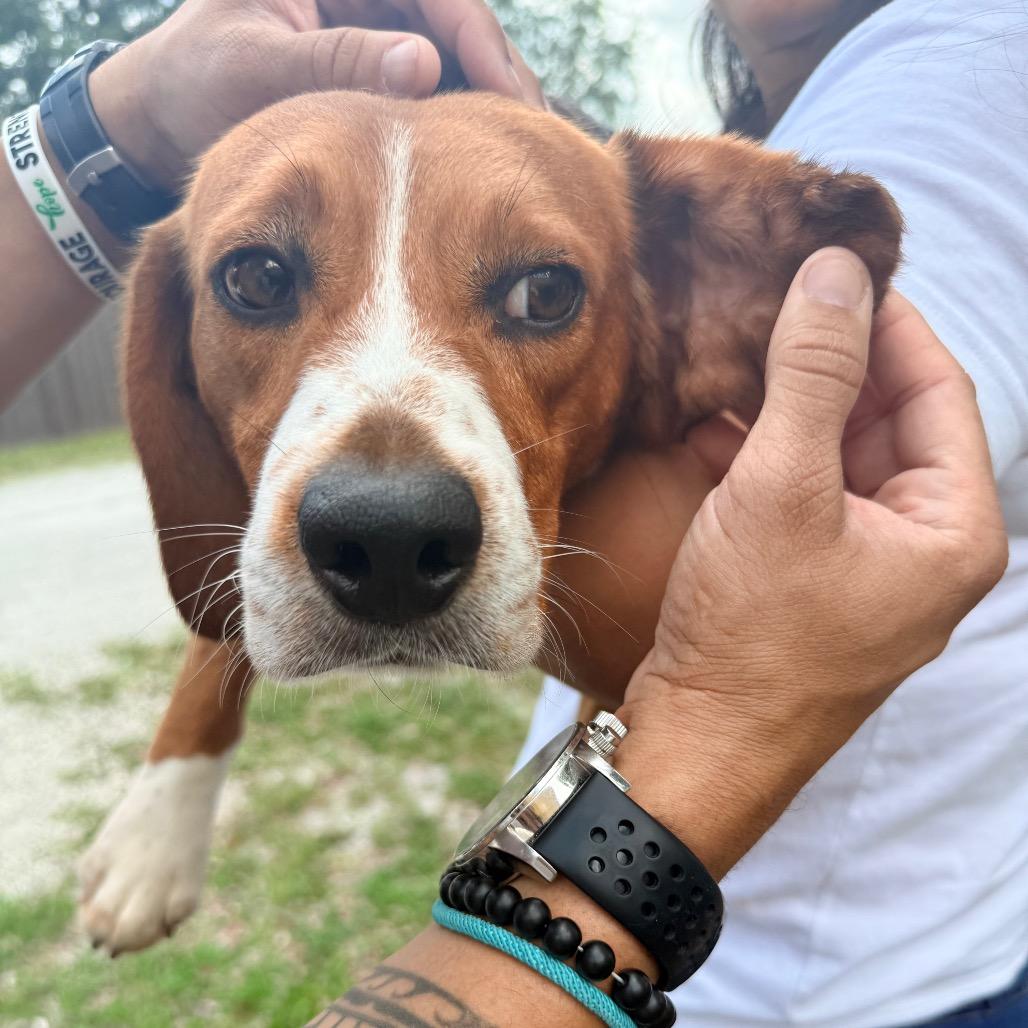 Enlarge Aslan, a Adoptable Beagle in Miami, FL image 5/6