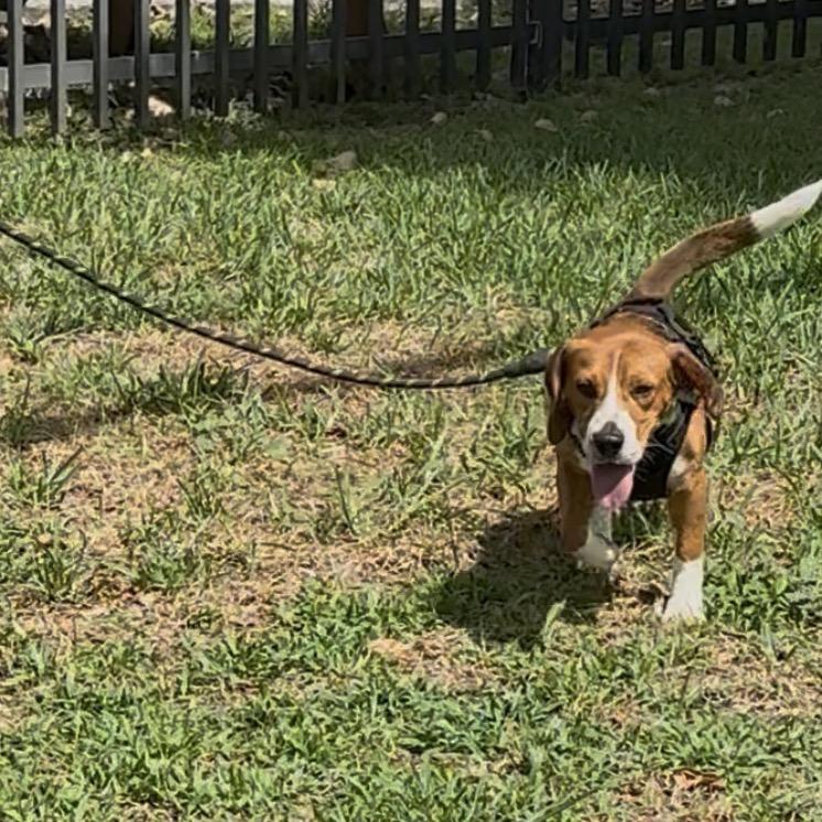 Enlarge Aslan, a Adoptable Beagle in Miami, FL image 6/6