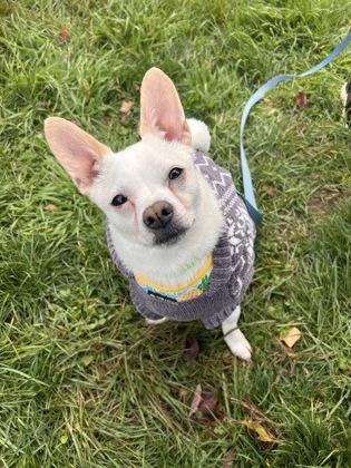 Enlarge Julio, a Adoptable mixed breed in Worcester, MA image 1/1