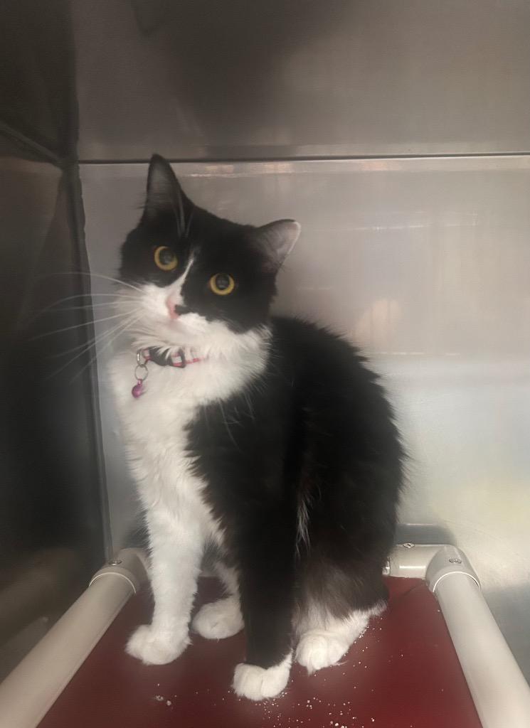 Brooke, a Adoptable mixed breed in New Manchester, WV image 6/6