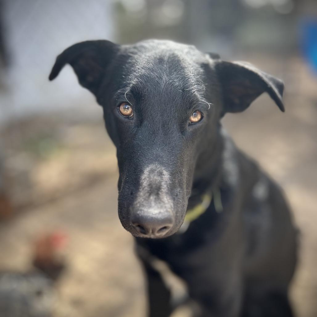 Enlarge Baer, a Adoptable Xoloitzcuintli / Mexican Hairless in Aberdeen, NC image 1/3