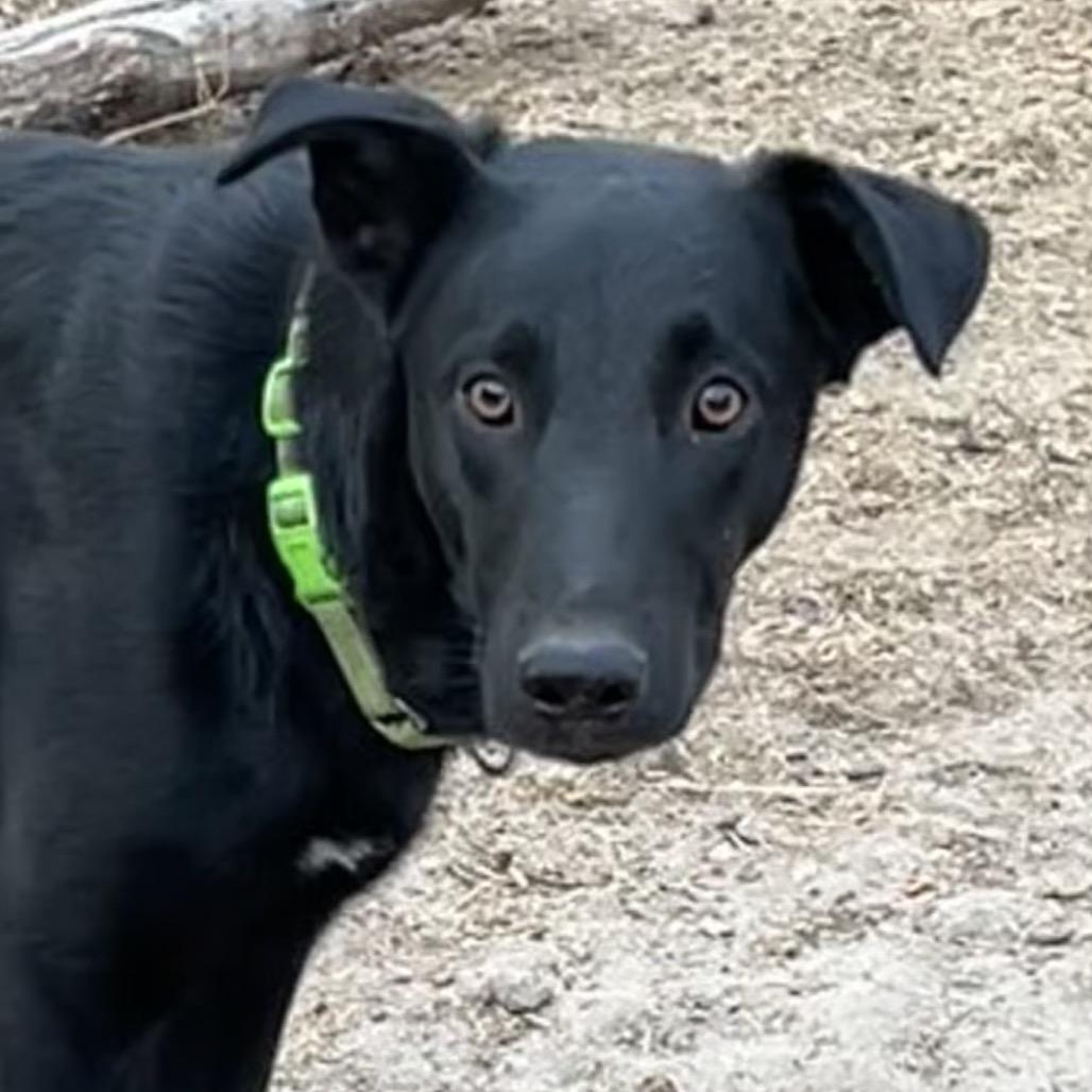 Enlarge Baer, a Adoptable Xoloitzcuintli / Mexican Hairless in Aberdeen, NC image 2/3