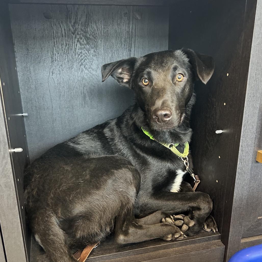Enlarge Baer, a Adoptable mixed breed in Aberdeen, NC image 3/6