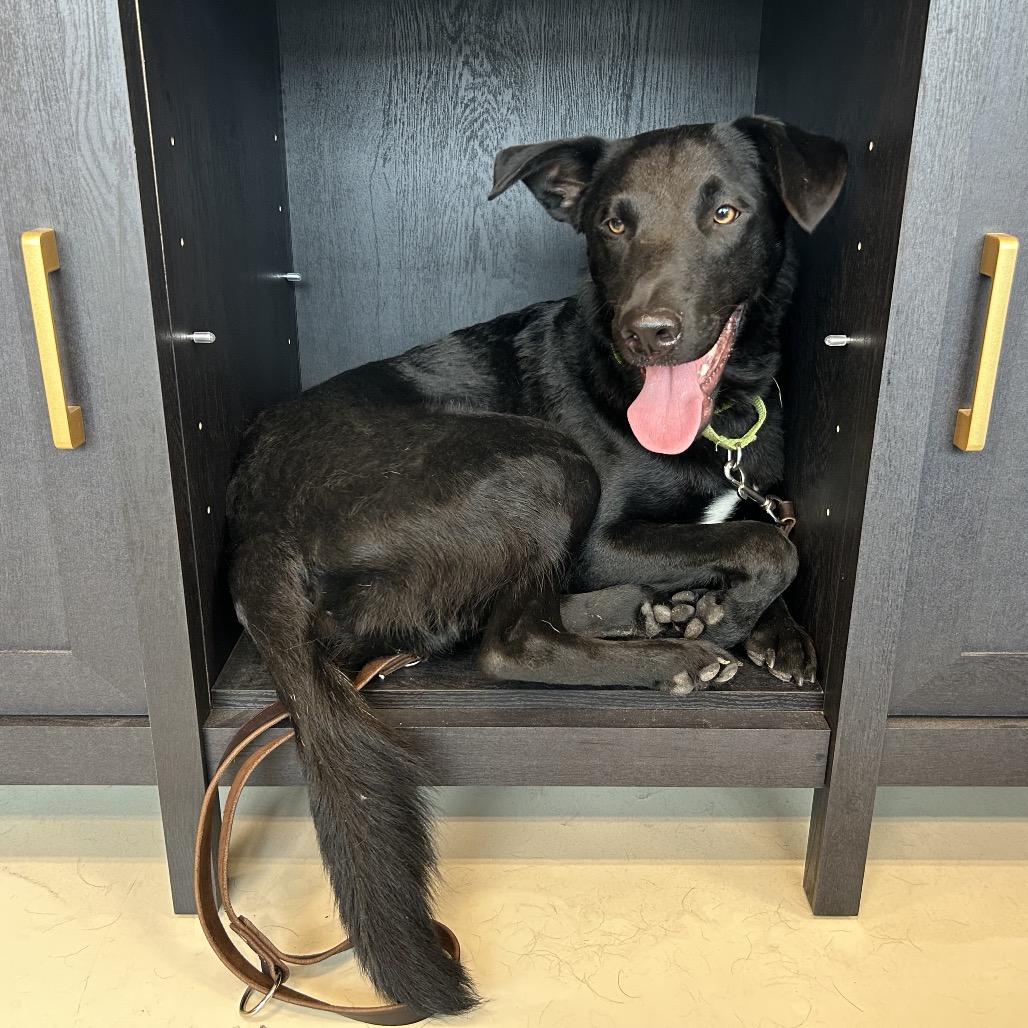 Enlarge Baer, a Adoptable mixed breed in Aberdeen, NC image 4/6