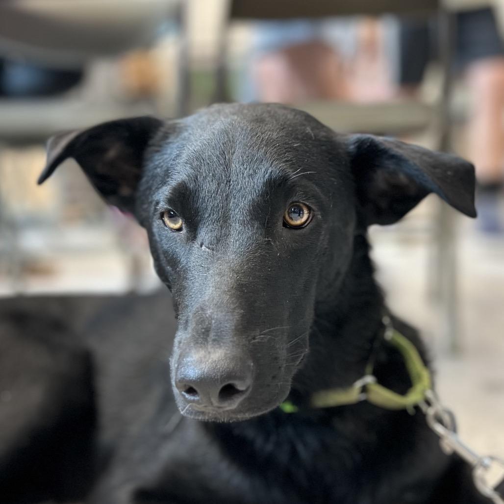 Enlarge Baer, a Adoptable mixed breed in Aberdeen, NC image 5/6
