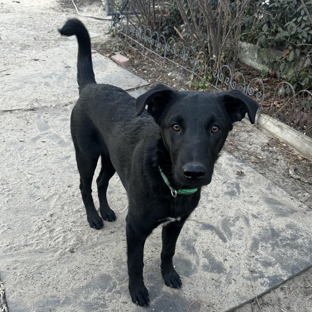 Enlarge Baer, a Adoptable Xoloitzcuintli / Mexican Hairless in Aberdeen, NC image 3/3