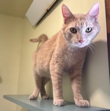 Enlarge Fudge, a ADOPTABLE Domestic Short Hair in Hutchinson, MN image 4/6