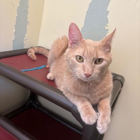 Fudge, ADOPTABLE, Senior Male Domestic Short Hair.