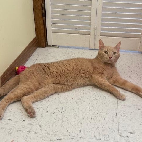 Enlarge Fudge, a ADOPTABLE Domestic Short Hair in Hutchinson, MN image 6/6