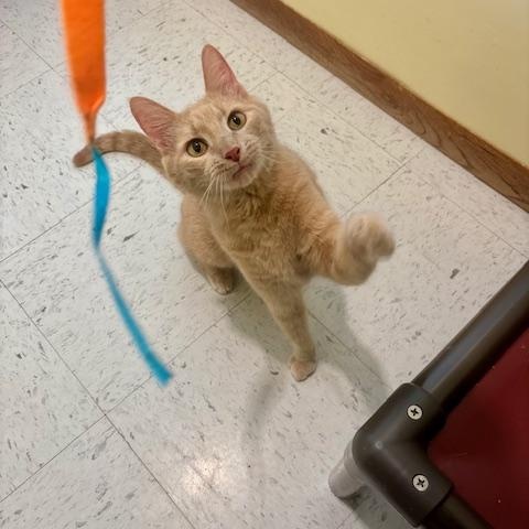 Enlarge Fudge, a ADOPTABLE Domestic Short Hair in Hutchinson, MN image 2/6