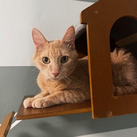 Enlarge Fudge, a ADOPTABLE Domestic Short Hair in Hutchinson, MN image 3/6
