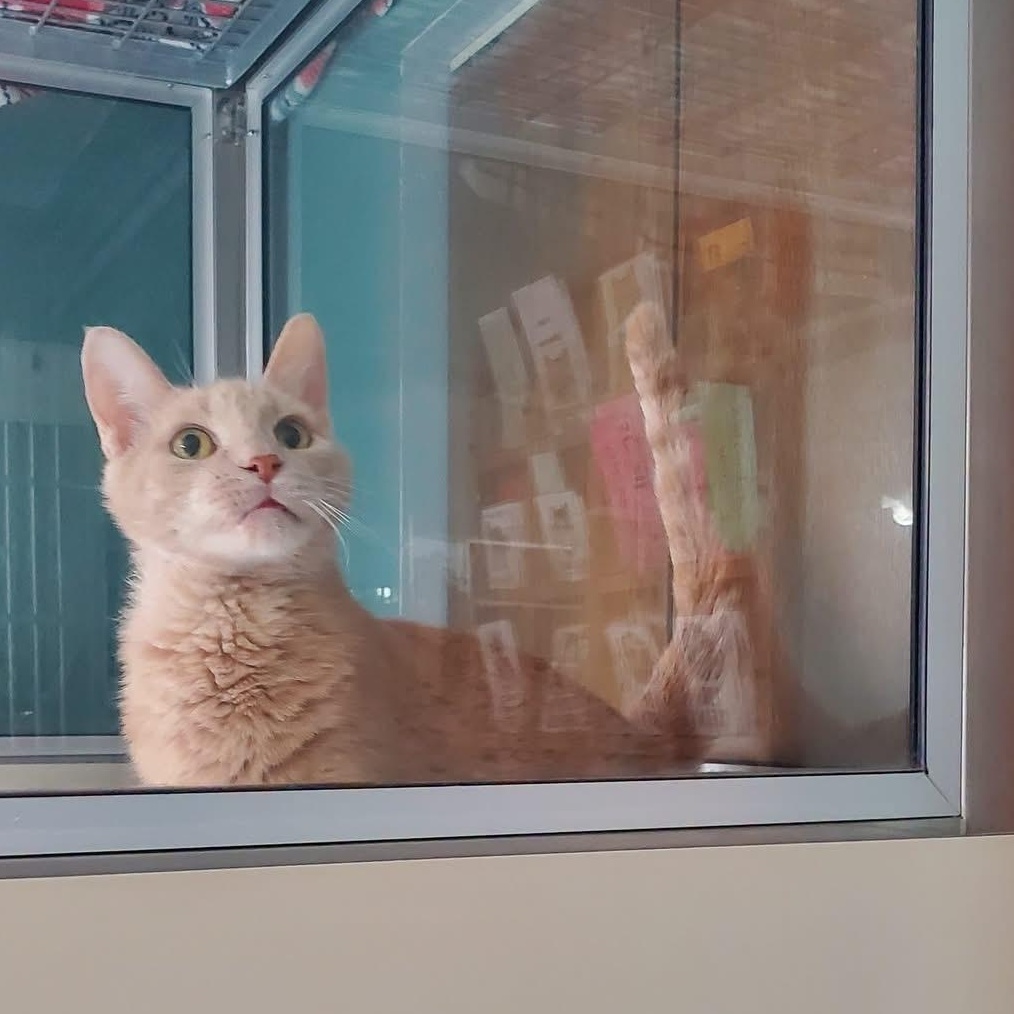 Enlarge Fudge, a ADOPTABLE Domestic Short Hair in Hutchinson, MN image 3/6