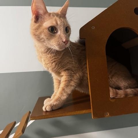 Enlarge Fudge, a ADOPTABLE Domestic Short Hair in Hutchinson, MN image 5/6