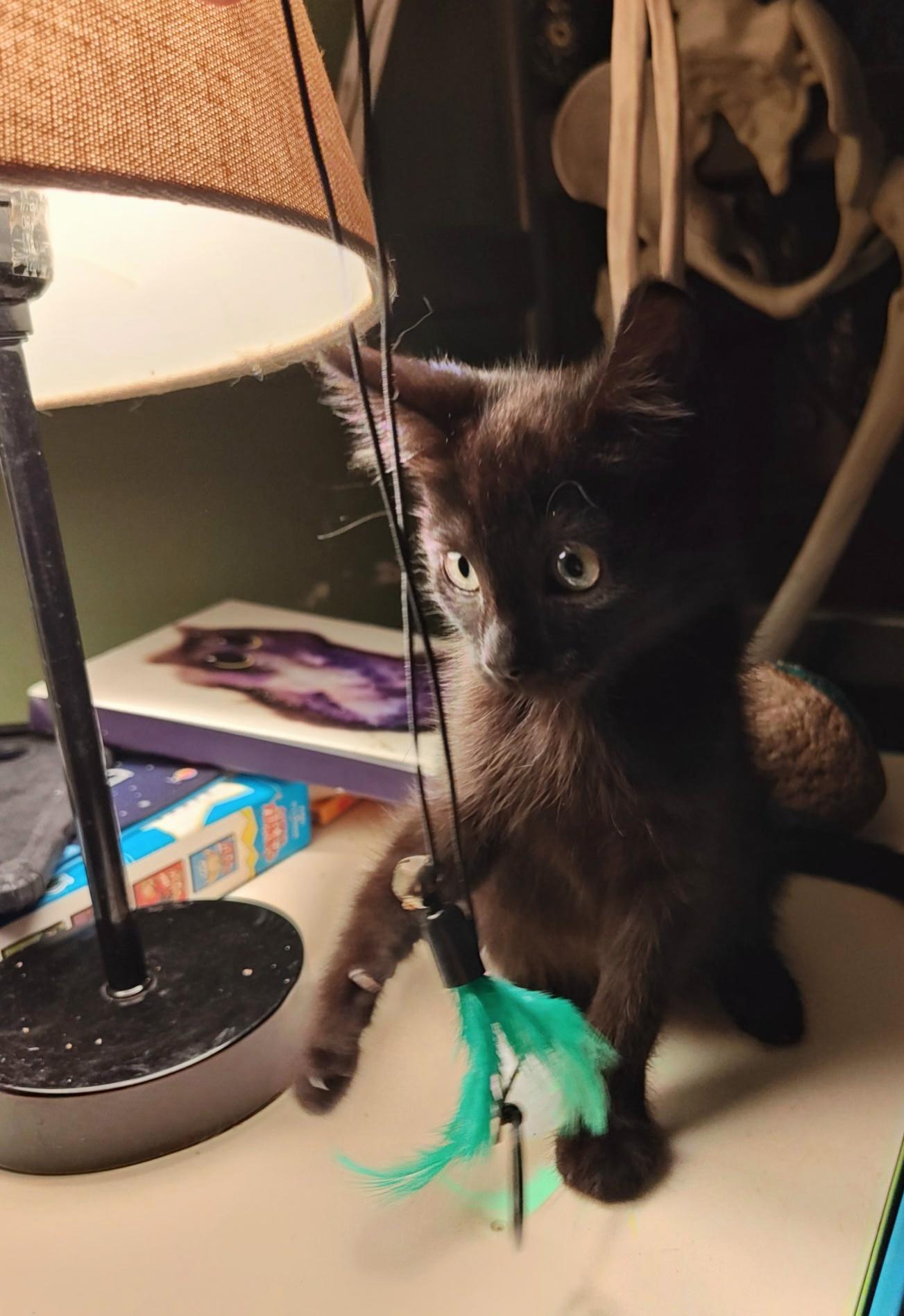 Enlarge Panther, a Adoptable Domestic Short Hair in Des Moines , WA image 2/2