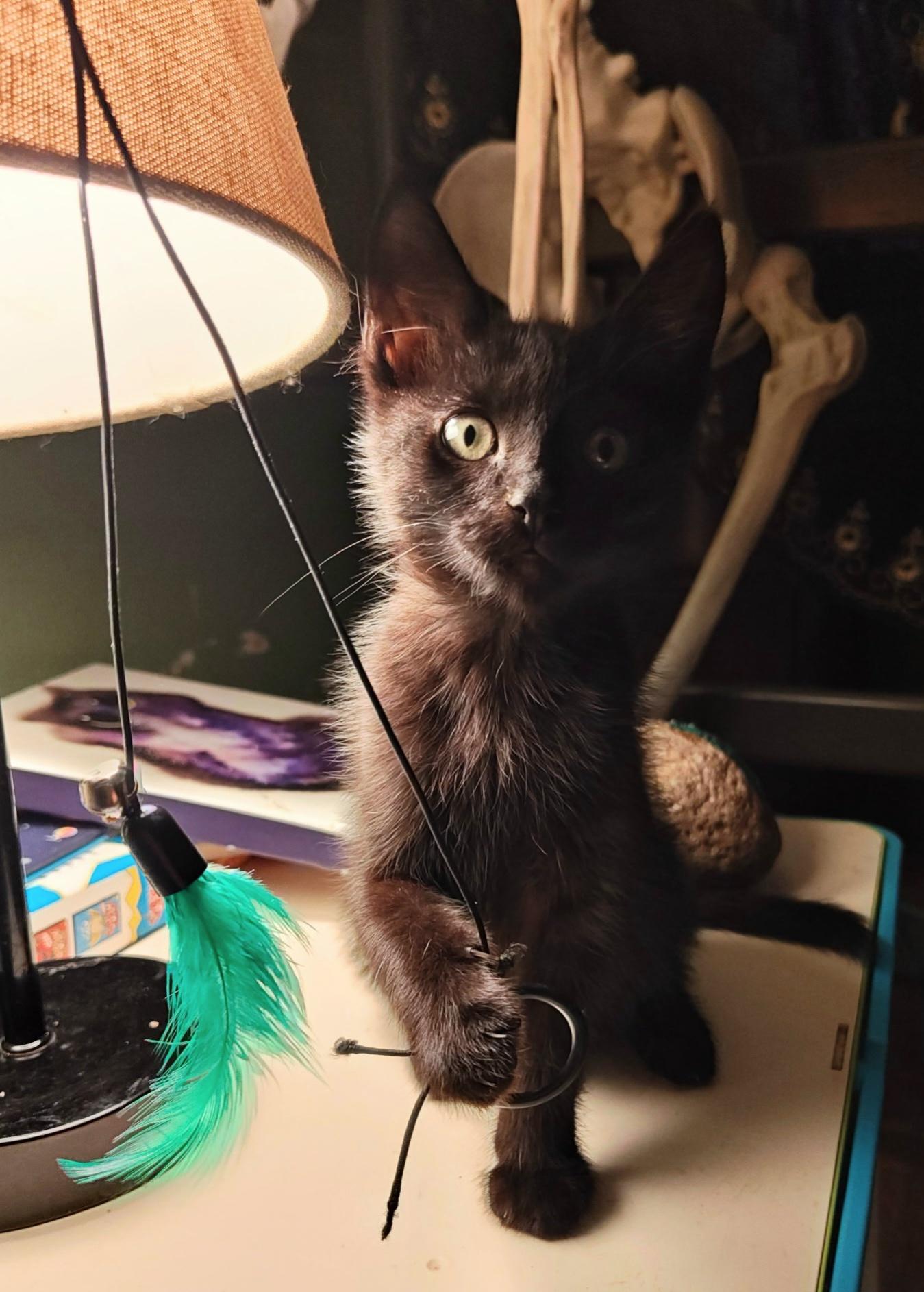 Enlarge Panther, a Adoptable Domestic Short Hair in Des Moines , WA image 1/2