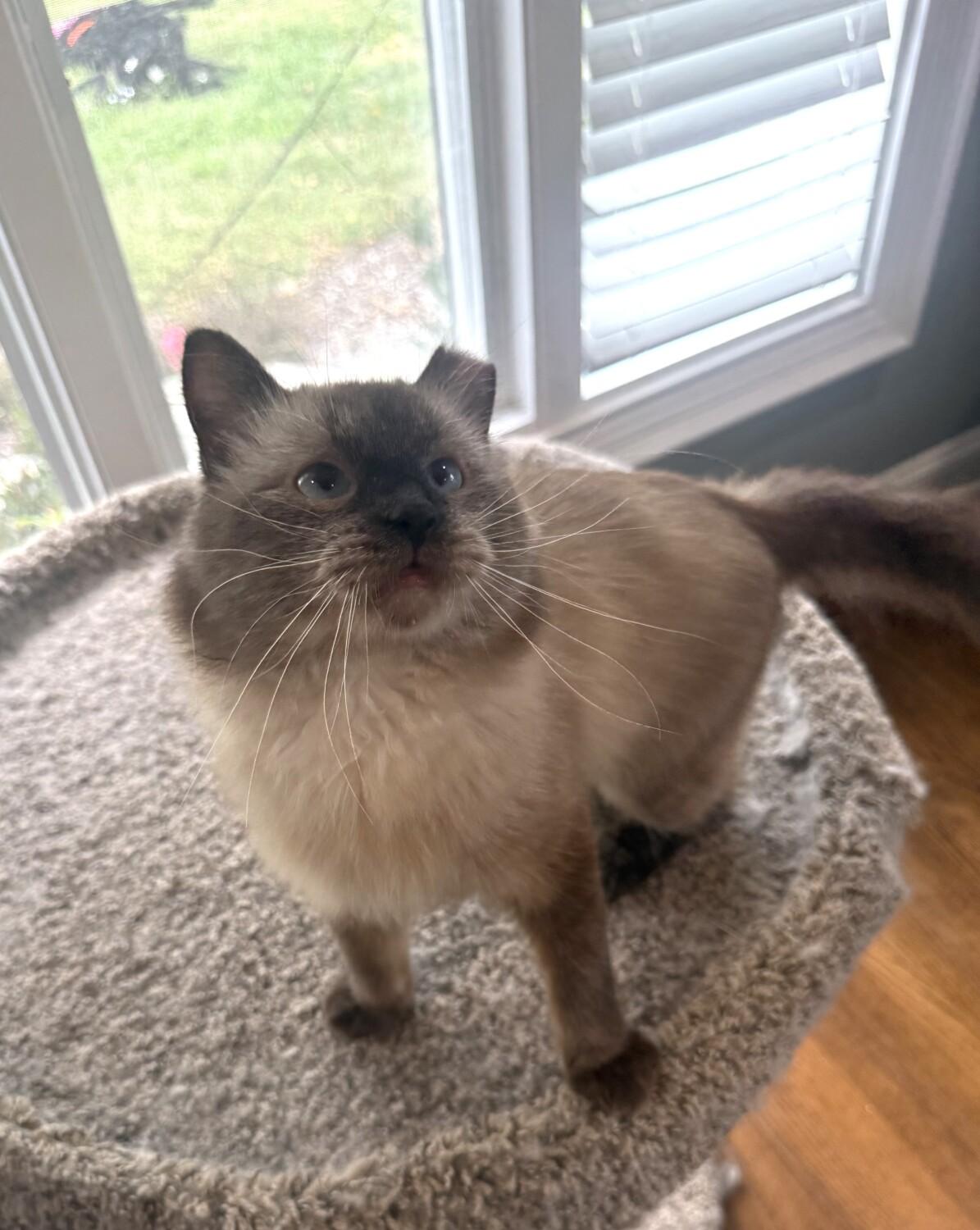 Enlarge OTTO, a Adoptable Siamese in Louisville, TN image 3/3