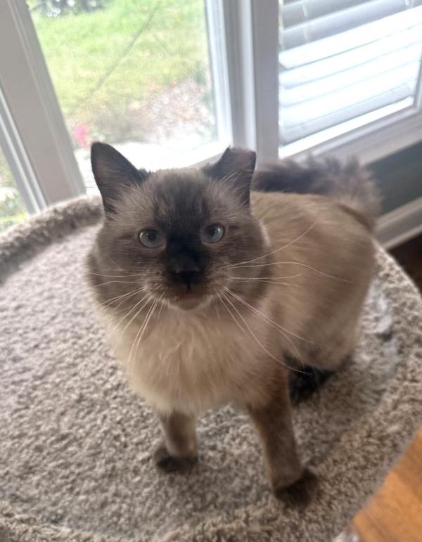 OTTO, Adoptable, Young Male Siamese.