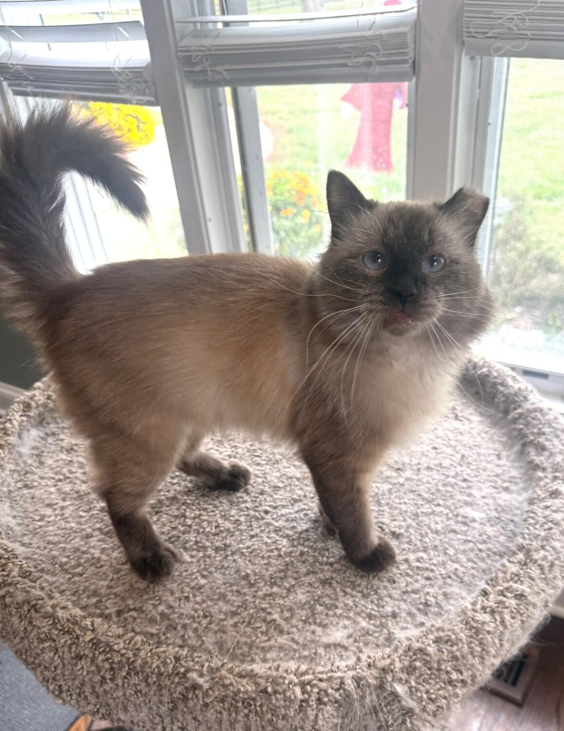 Enlarge OTTO, a Adoptable Siamese in Louisville, TN image 2/3