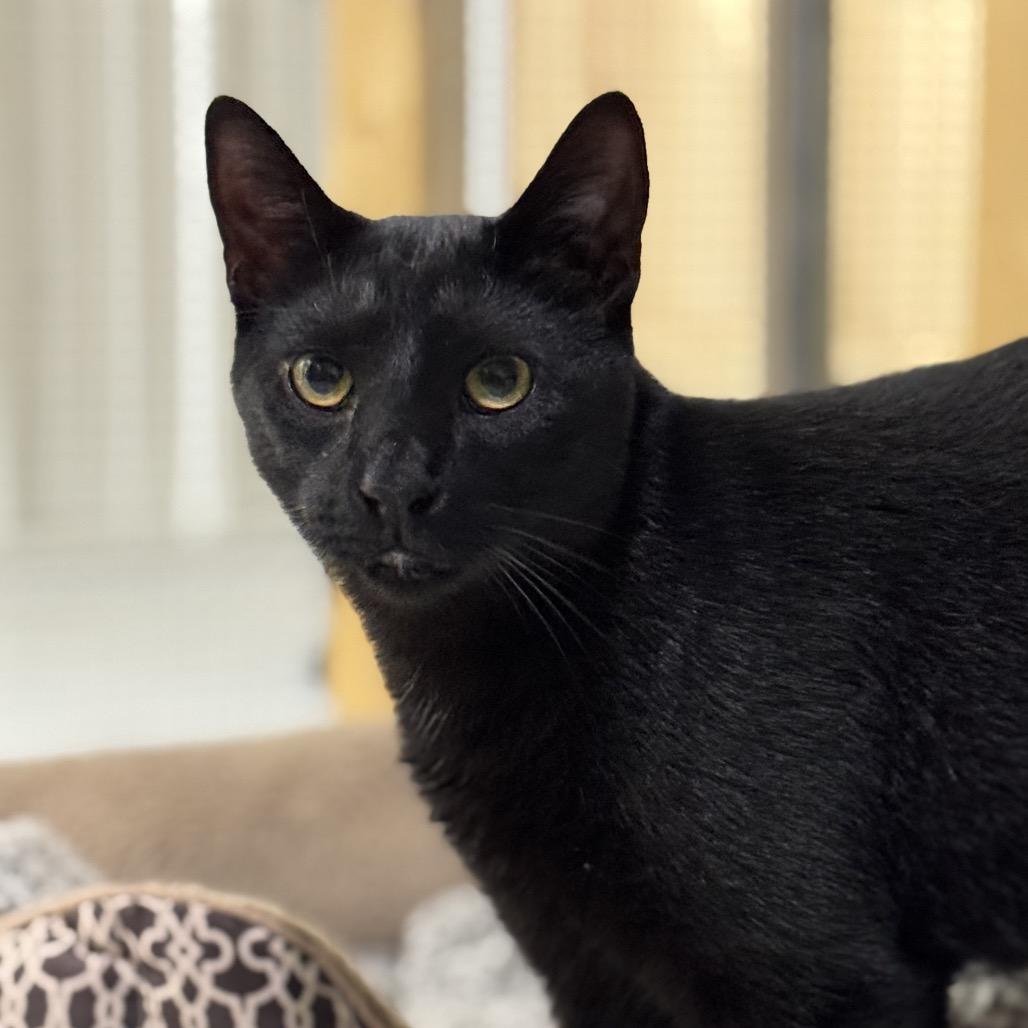 Toby, Adoptable, Adult Male Domestic Short Hair.