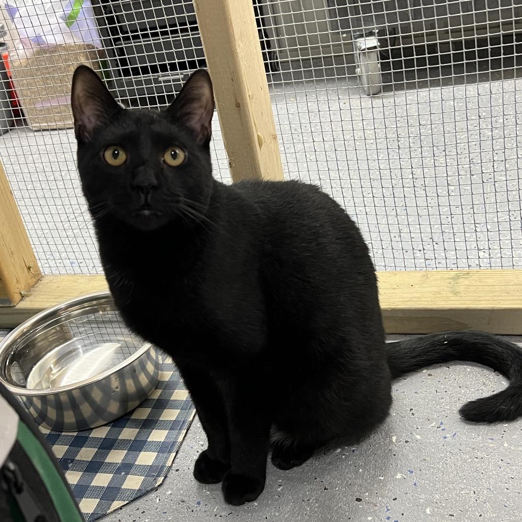 Enlarge Toby, a Adoptable Domestic Short Hair in Blairsville, GA image 2/2