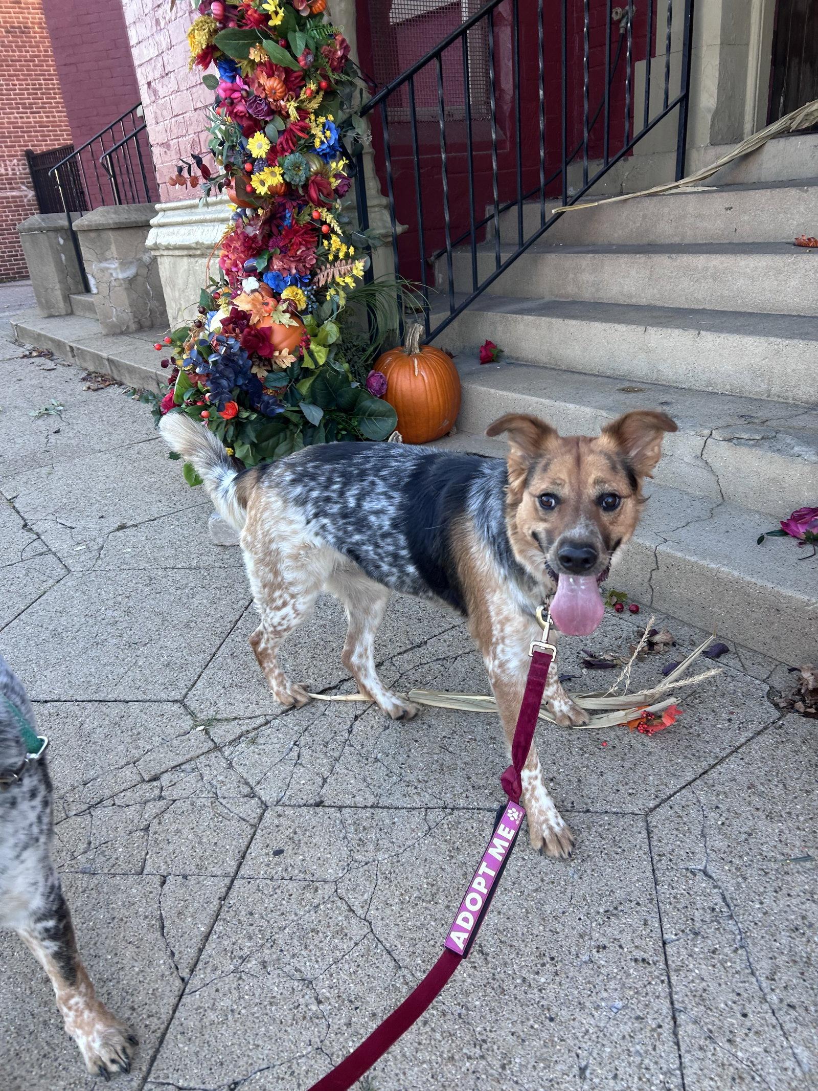 Enlarge Juneau, a Adoptable mixed breed in Newport, KY image 1/3