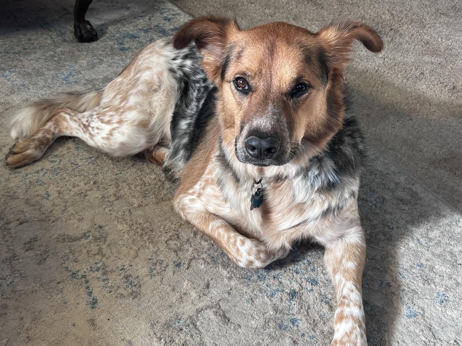Enlarge Juneau, a Adoptable mixed breed in Newport, KY image 2/3